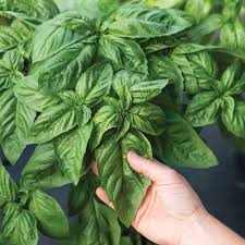 A person touching the leaves of basil plant.