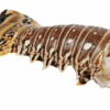 Fresh Lobster Tail 16-20oz - Price/Lb